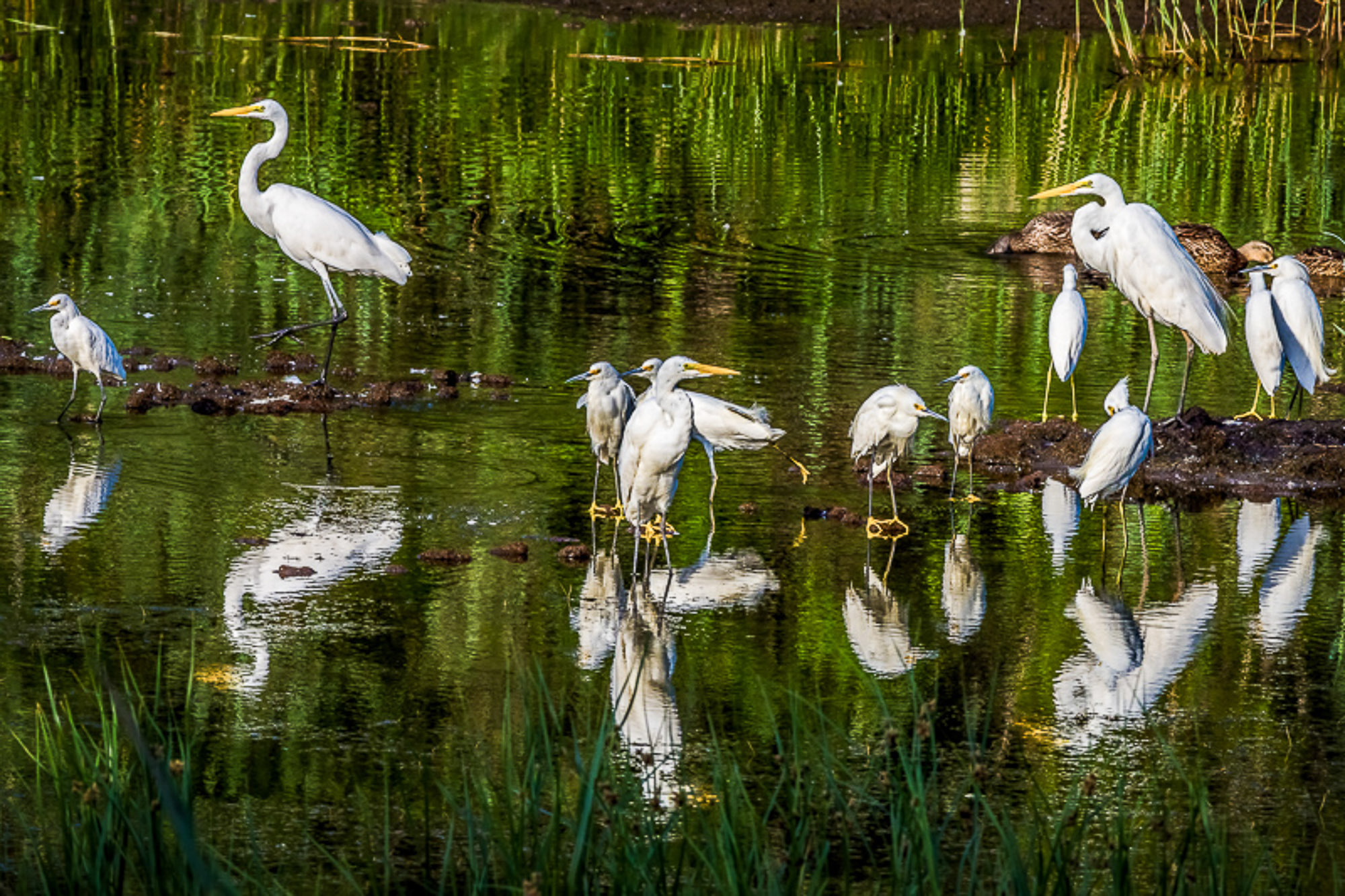 6264 White Head Road, Cohasset at Dean and Hamilton REALTORS